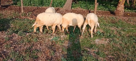 થંબનેલ 2