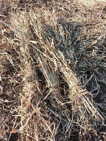 નીરણ વેચવાની છે