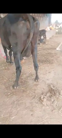 ગાય વેચવાની છે