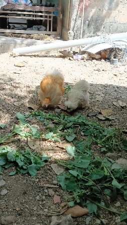 વેચવાનુ