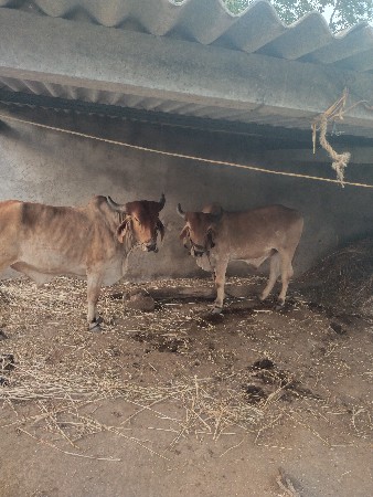 આ ગોદલા વેચવાના છે