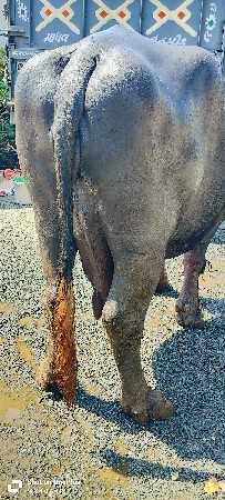 थंबनेल 3