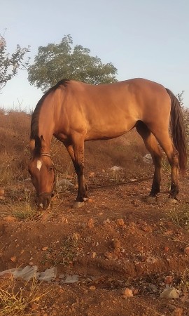 કાઠીયા વાડી વસેરી ઘોડી