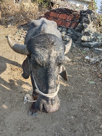 थंबनेल 2