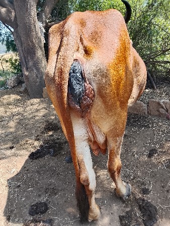 थंबनेल 3