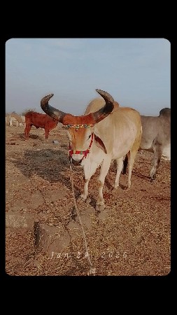 थंबनेल 3