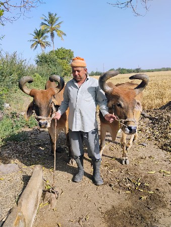 બળદ વેચવાના છે