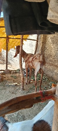 પોરબંદર જિલ્લો કુતિયાણા તાલુકો બકર