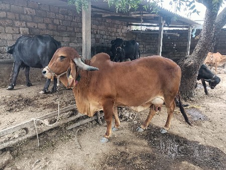 थंबनेल 2