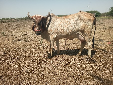 ગાય