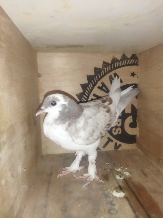 થંબનેલ 2