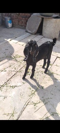 બકરો 3 મહિના નો 
વ્હાઇટ આંખ માં