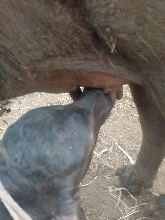 थंबनेल 2