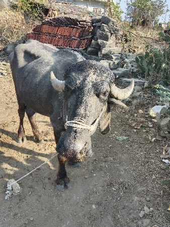 थंबनेल 3