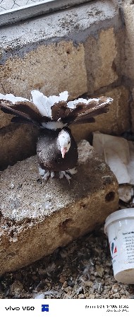 थंबनेल 3