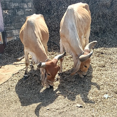 બળદ વેચવાનાછે