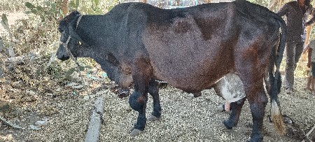 કોષ ગાય વેશવાની છે