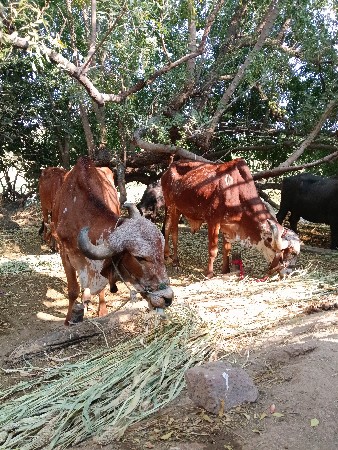 3 જી ધાર ના