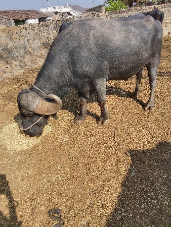 પાડો વેચવાનો છે