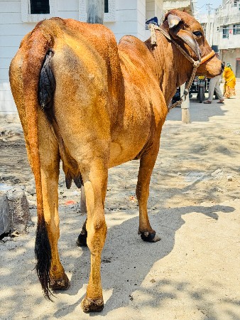 થંબનેલ 3