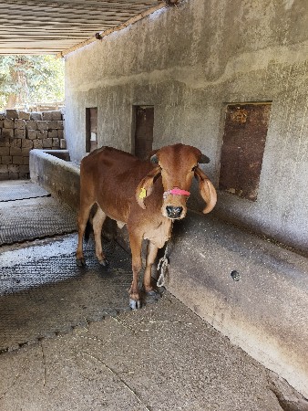 આ વાસડી વૅસવાની છૅ