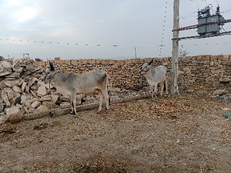 ઘોધલા વેચવાના છે