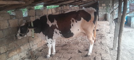 ગાય વેચવાની છે