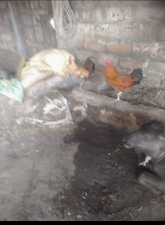 કૂકડો વેચવાનો છે