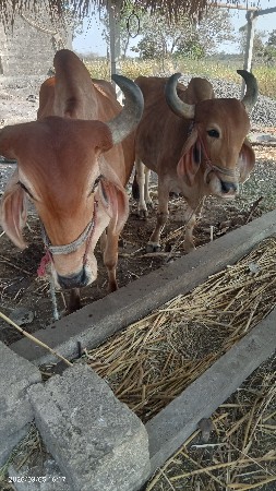 थंबनेल 2