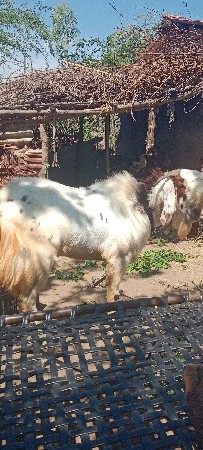 थंबनेल 3