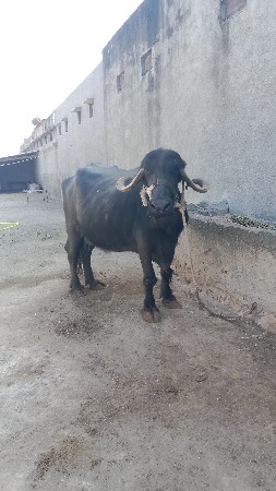 थंबनेल 3