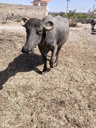 થંબનેલ 3