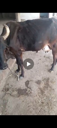 વઢીયારી જરશી  ક્રોસ ગાય સે