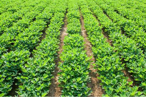 ૭.૪૦ વીઘા જમીન વેચવાની છે.