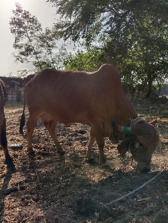 थंबनेल 3