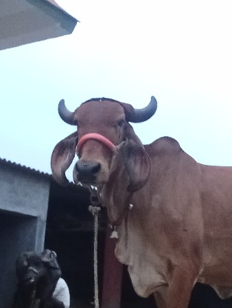 કોટિલા જીલુભાઈ