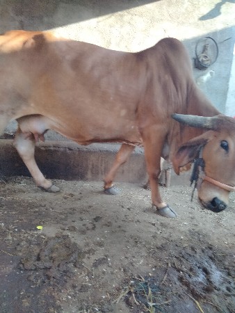 ..  Gay vechva ni se gir olad