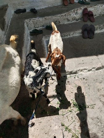 थंबनेल 2