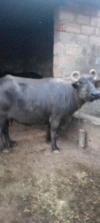 ૩ વેતર છ દિવસ ની વીયાણ છે નીચે