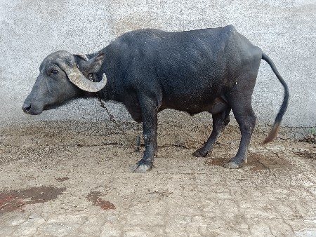 थंबनेल 2