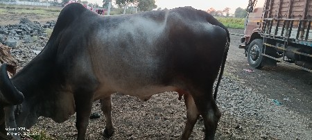 थंबनेल 3