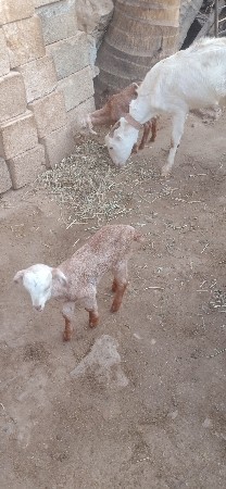 પતેરી બકરી વેચવાની છે