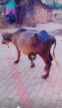 આ પાડી વેચવાની છે