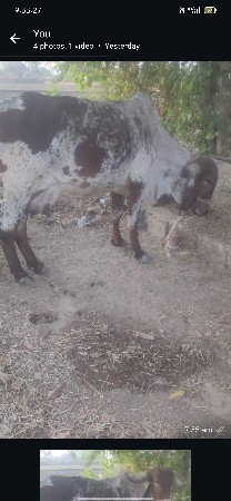 થંબનેલ 3