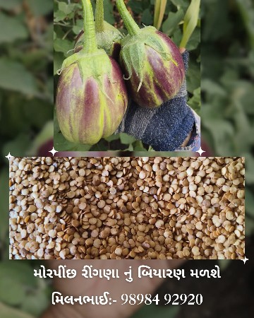મોરપીંછ રીંગણા