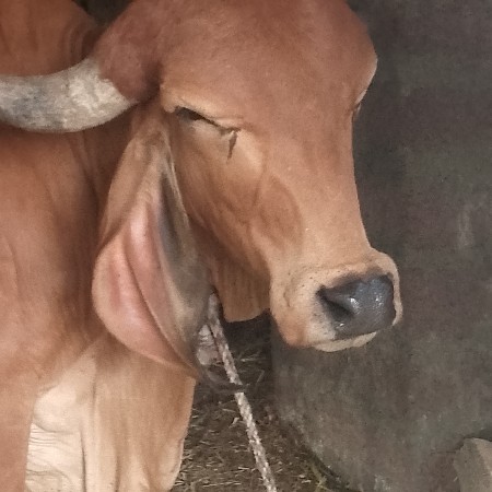 ગીર હોડકીઈ.  વેચવાનીછે