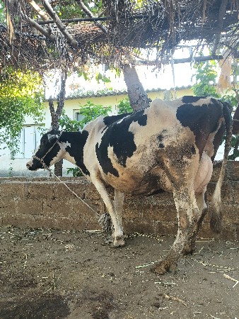 थंबनेल 3