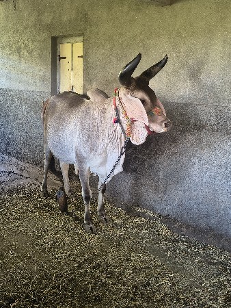 વઢિયારી ગાય વેચવાની છે