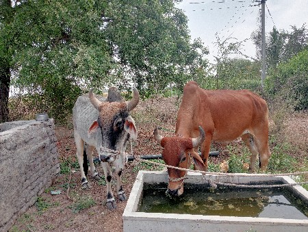 થંબનેલ 2