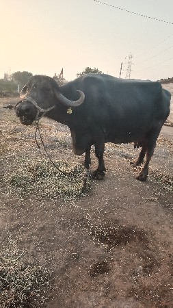 khadeli 4 મહિના ગાભ 55